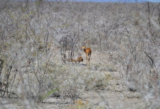 Antilope im Busch