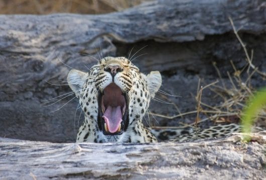 Gähnender Leopard im Okavango