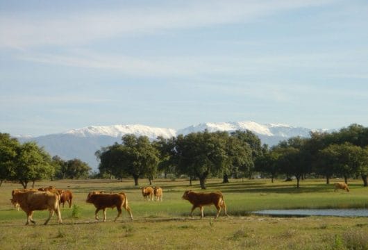 Stiere in der Extremadura