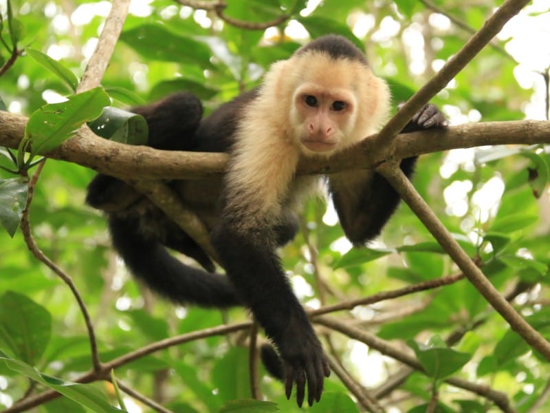 Costa Rica_Damas_ Mangrove_Capuchin_Monk