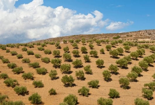 griechenland-kreta-lasithi-olive trees