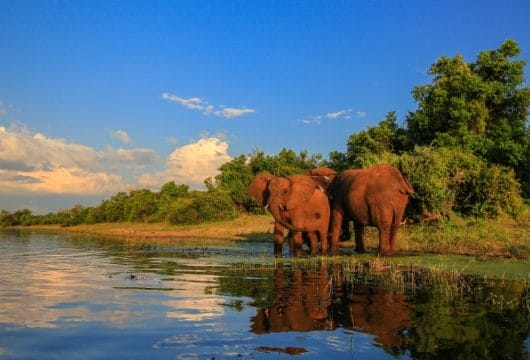 Elefanten am Wasser, Kruger