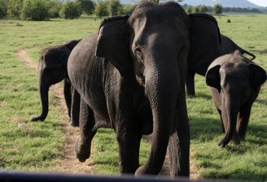 Elefanten im Minneriya-Park