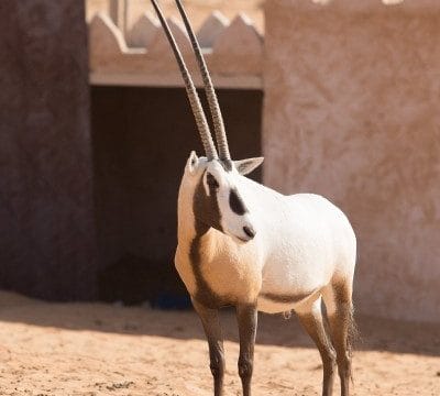 Oman 1000 Nights Camp Oryx