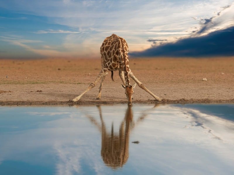 Namibia_Etosha Nationalpark_Giraffe