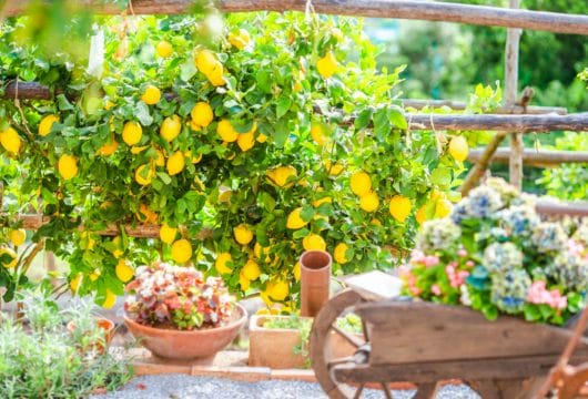 Zitronen am Golf von Neapel