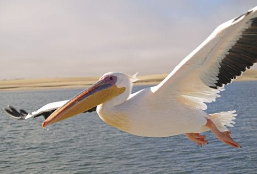 Pelikan in Walvis Bay 