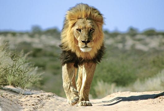 Löwe im Etosha Park