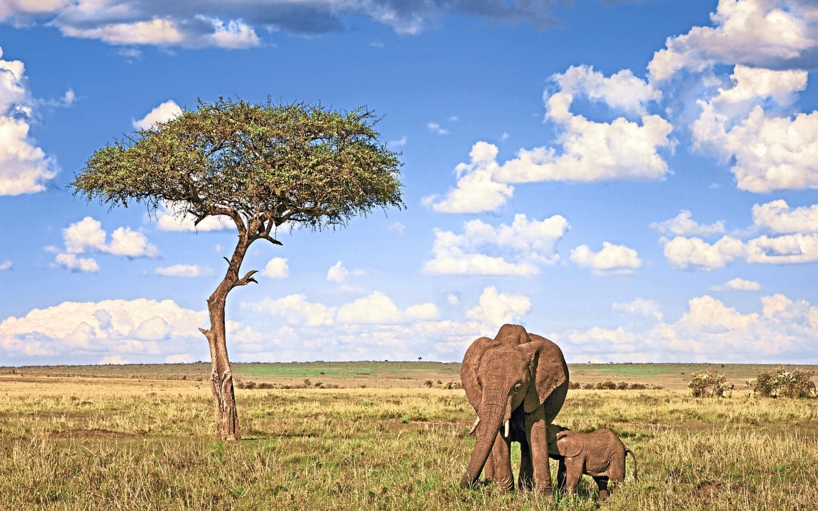 Tansania Safari mit Sansibar Verlängerung - inkl. Flug 2022