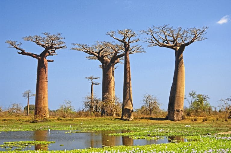 Ursprüngliches Madagaskar - inklusive Flug