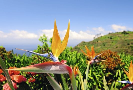 Strelitzie auf Madeira
