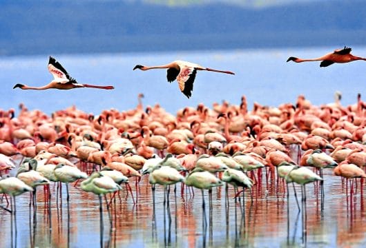 Afrika Tansania Lake Manyara Flamingos