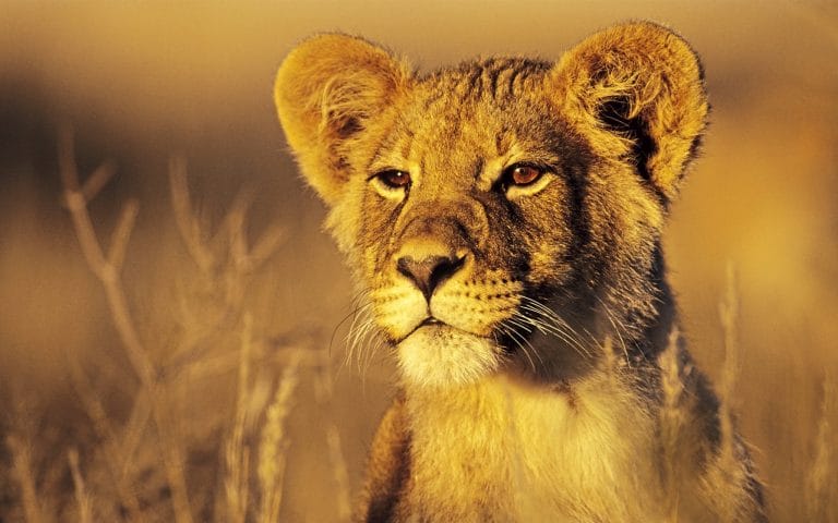 Namibia - Botswana - Simbabwe 2026