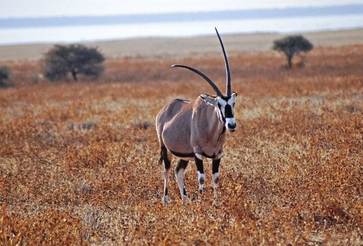 Antilope im Ethosha Nationalpark