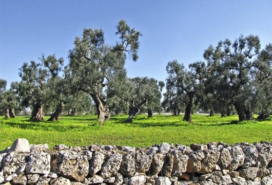 Olivenbäume in Matera