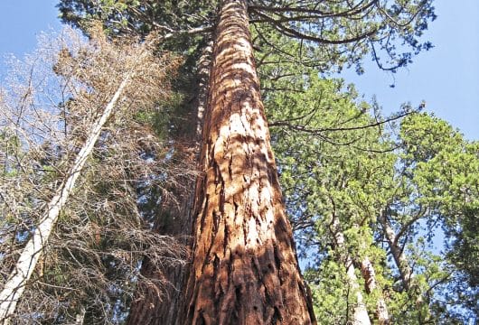 Mammutbaum, Yosemite 