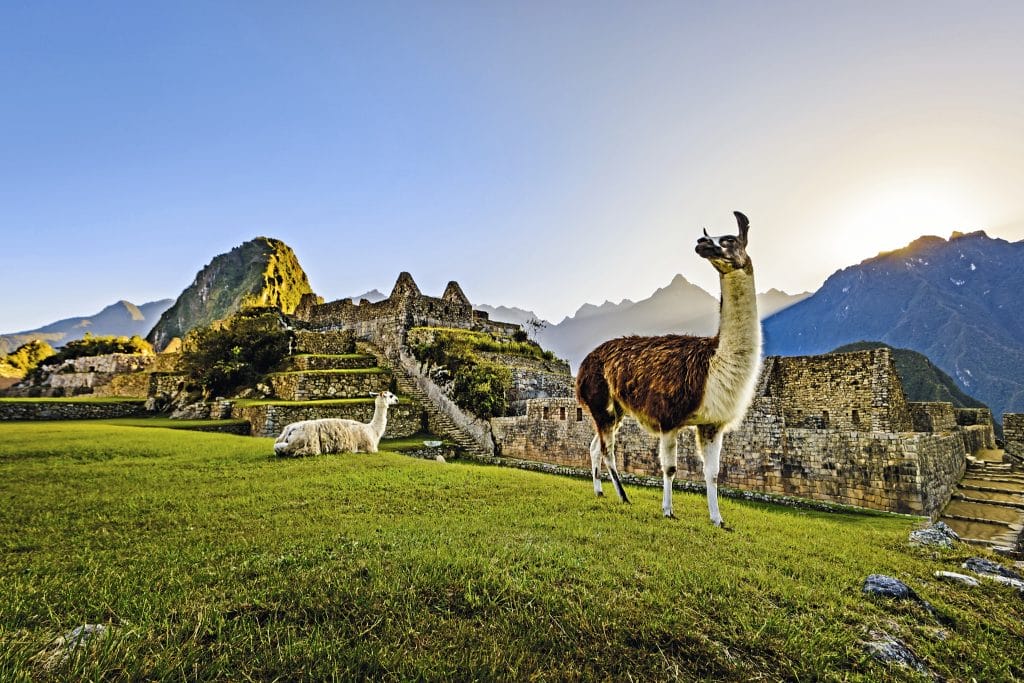 Machu Picchu und Lamas