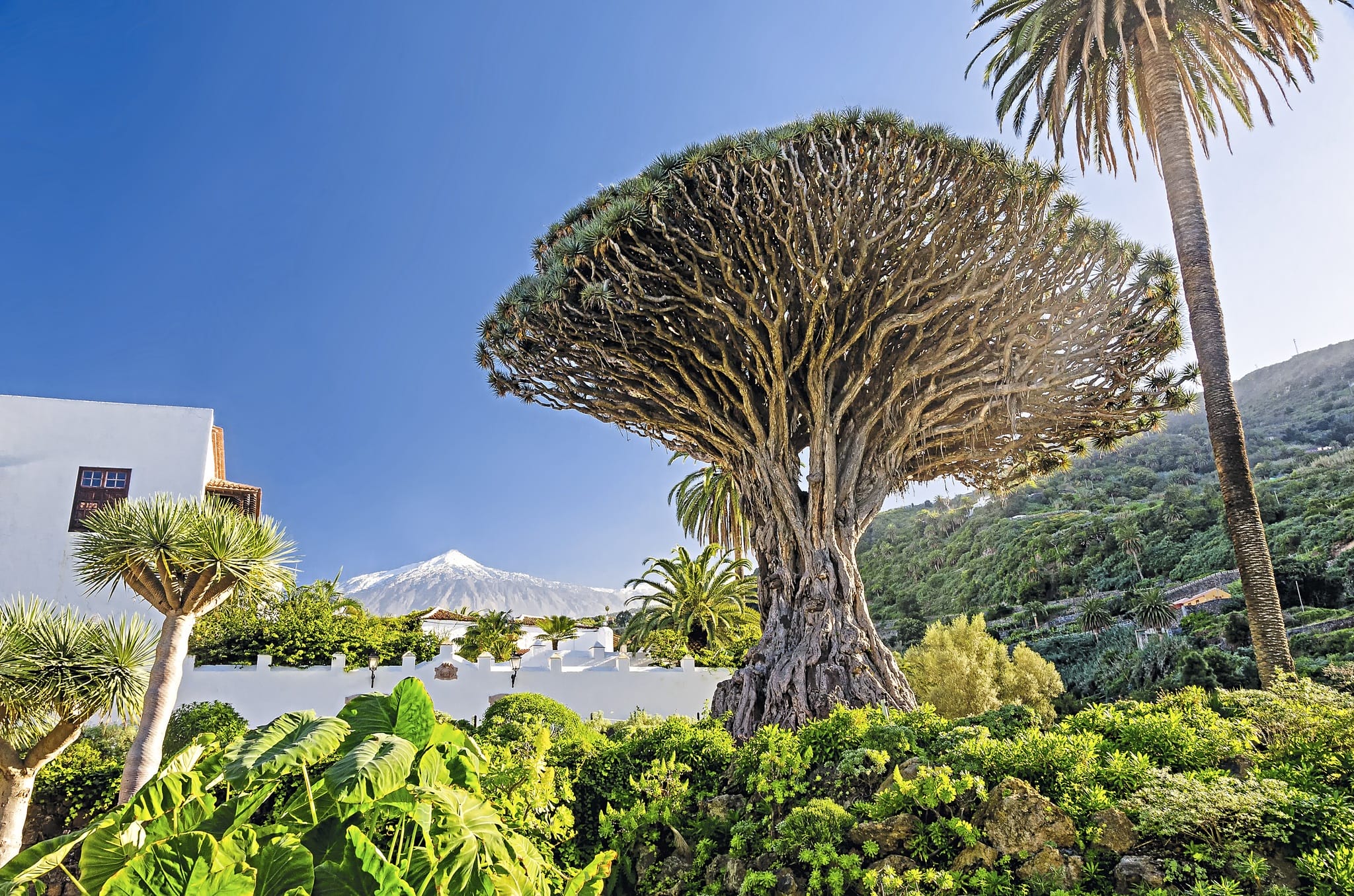 Kanaren Teneriffa Teide und Drachenbaum