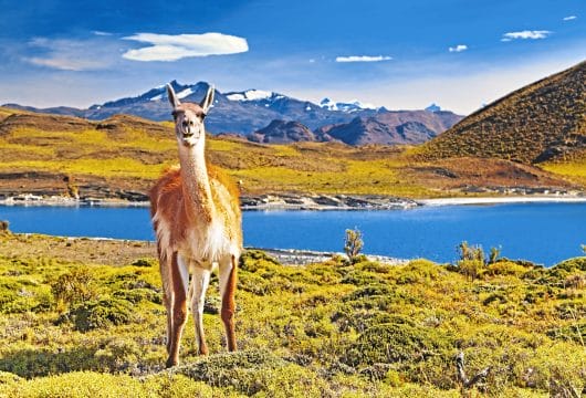Patagonien Alpaka