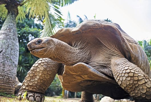 Afrika Mauritius Riesenschildkröte