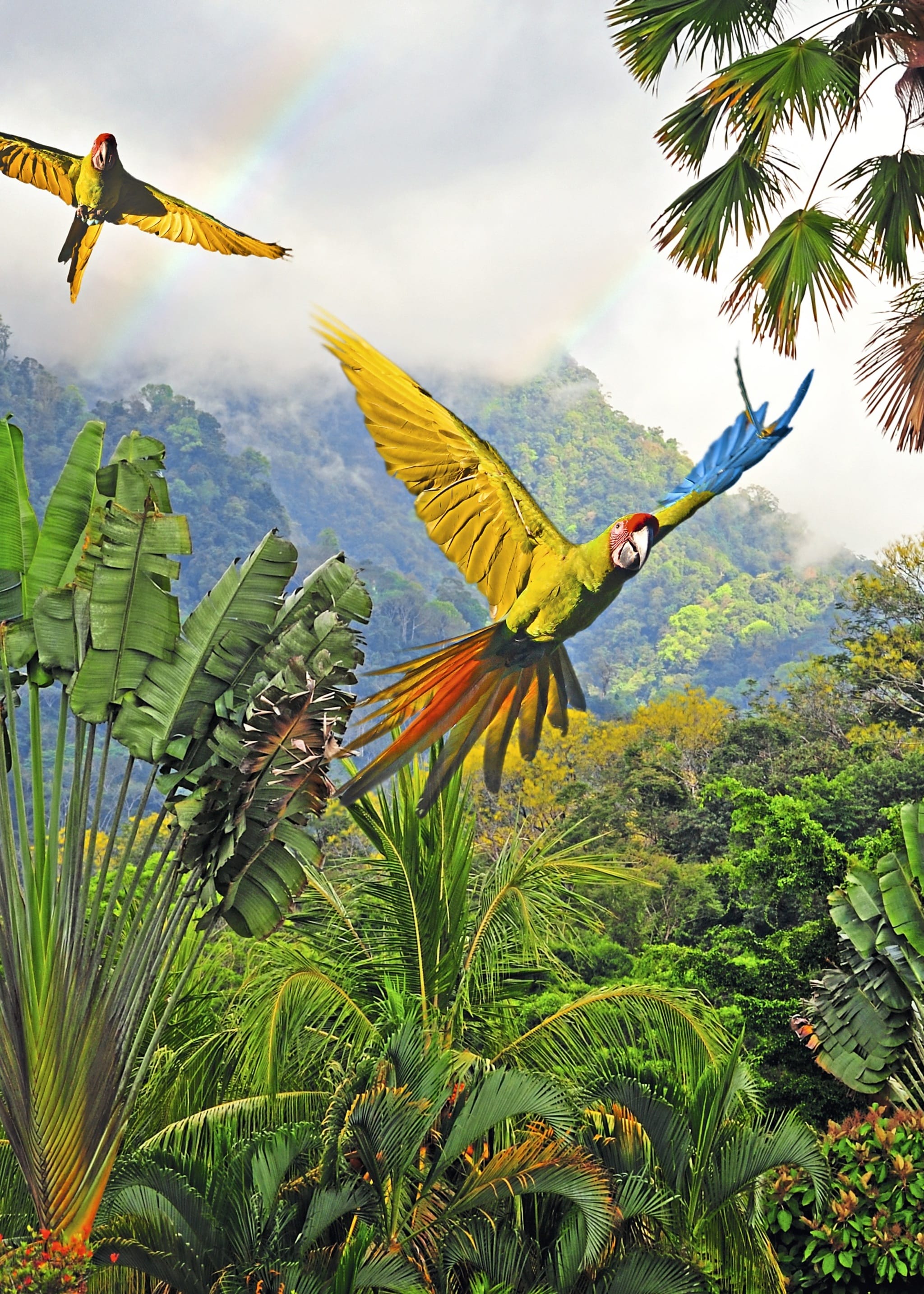 Fliegende Aras im Regenwald
