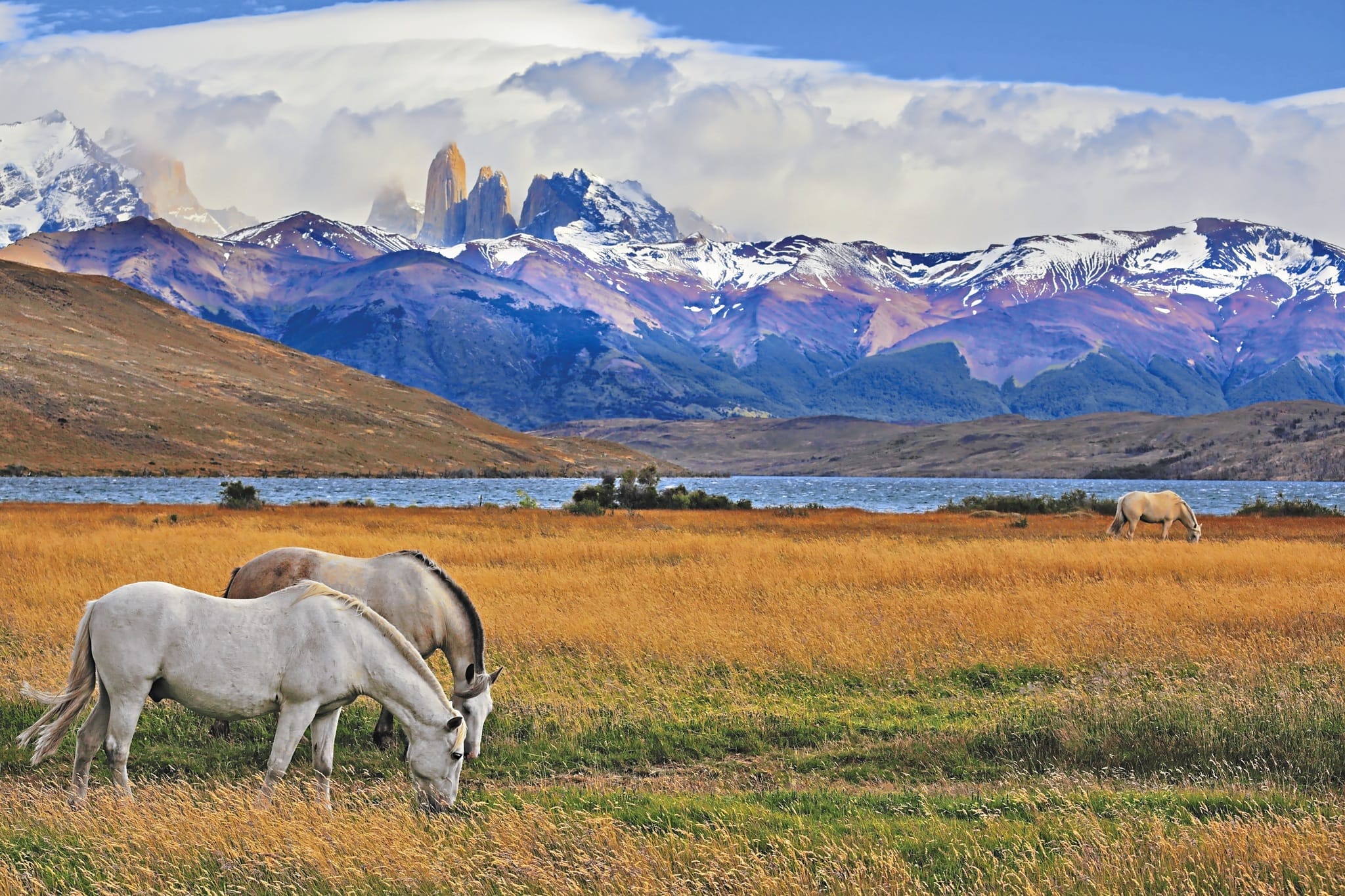 Pferde im Torres Del Paine Nationalpark