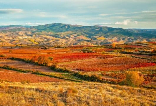 Weinlandschaft La Rioja