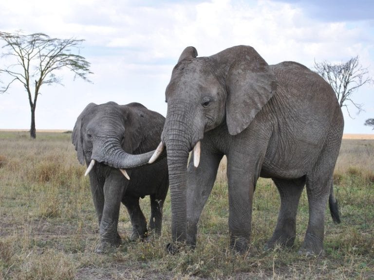 Tansania - Afrikas vielfältige Tierwelt entdecken & Baden auf Sansibar