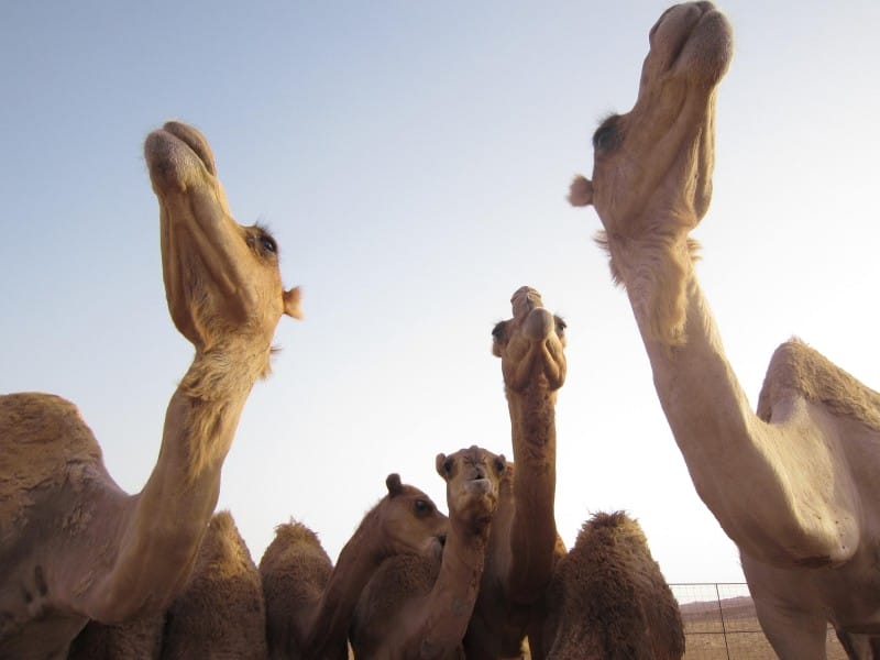 Kamele im Oman