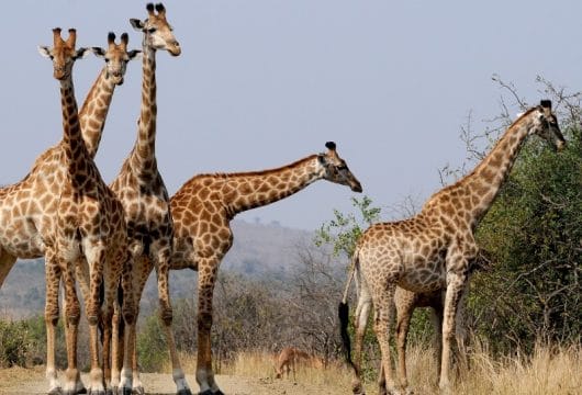 Giraffen im Hluhluwe NP