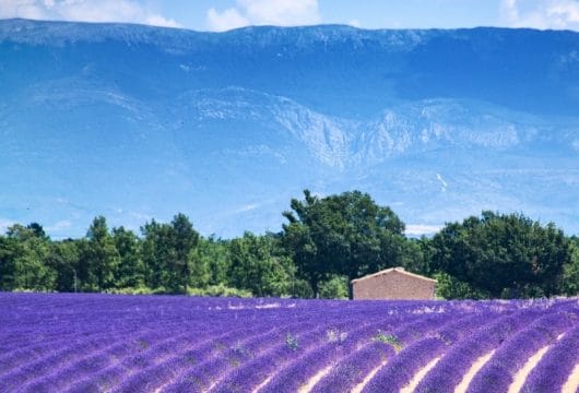 Lavendel & Berge, Provence