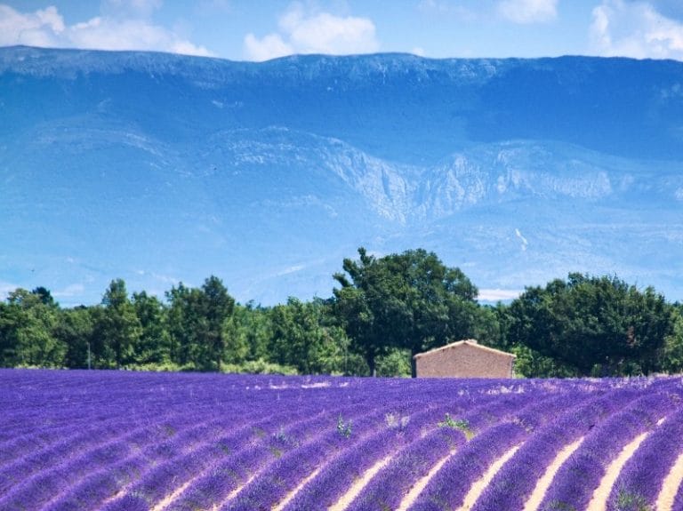 Individuelle Kultur-Radreise durch die Provence