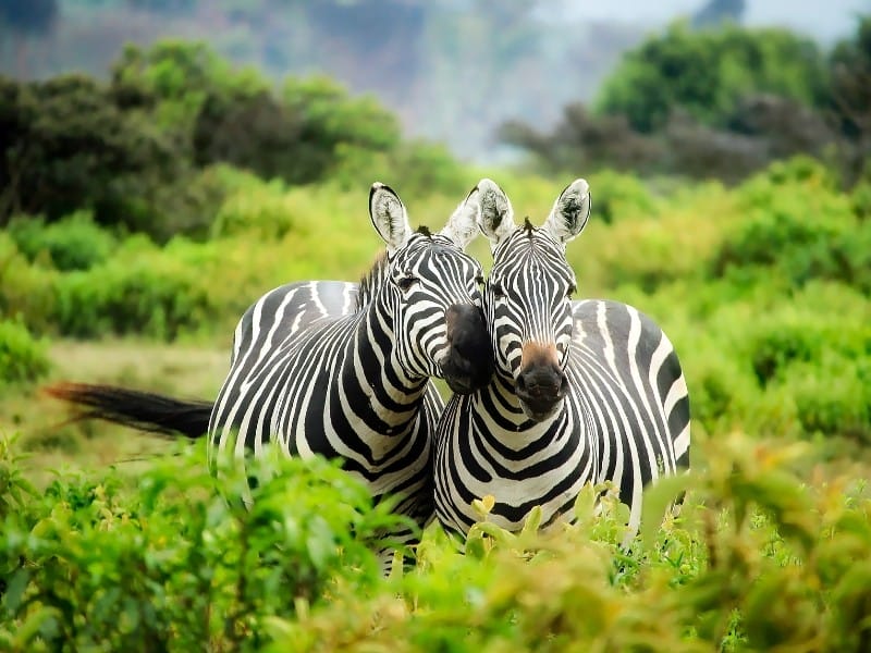Zebras in Tsavo West