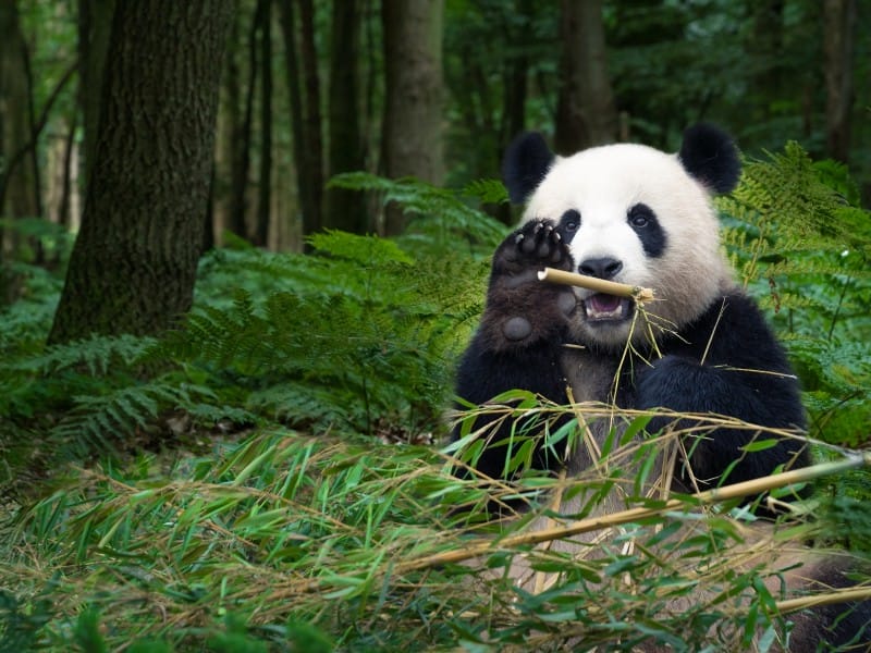 Panda in Chengdu, China