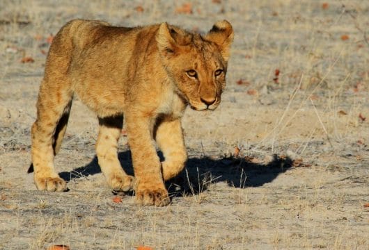 Löwenbaby im Etosha