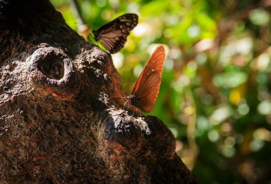 Schmetterlinge in Khao Yai Nationalpark
