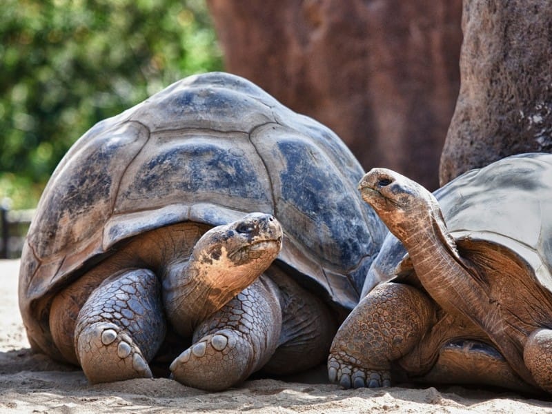 Galapagos-Schildkröten