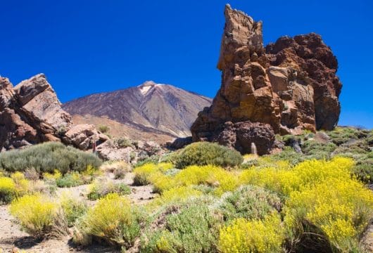 Flora und Fauna am Teide