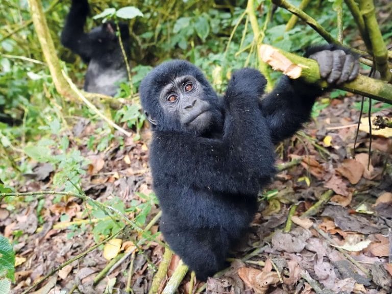 Uganda 2025