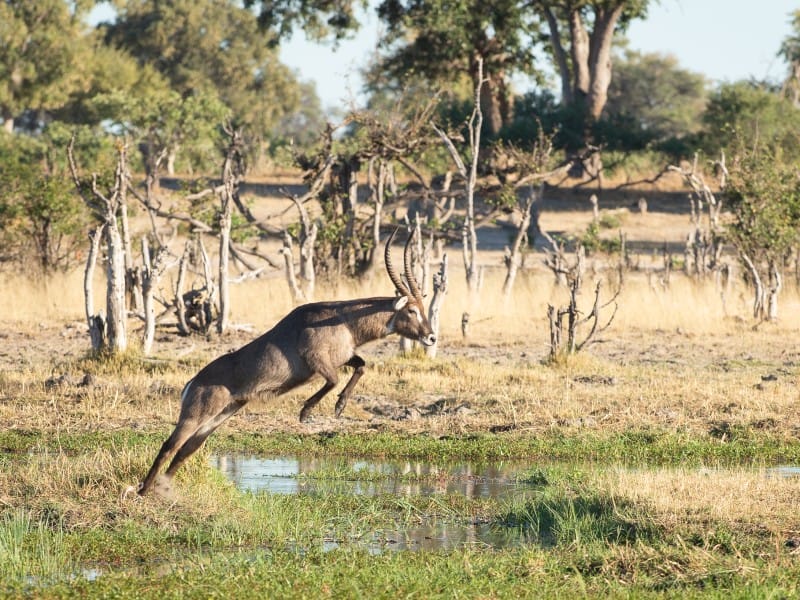 Sunway Botswana Mababe Private Reserve B