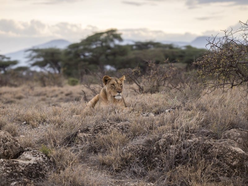 Löwe in der Serengeti