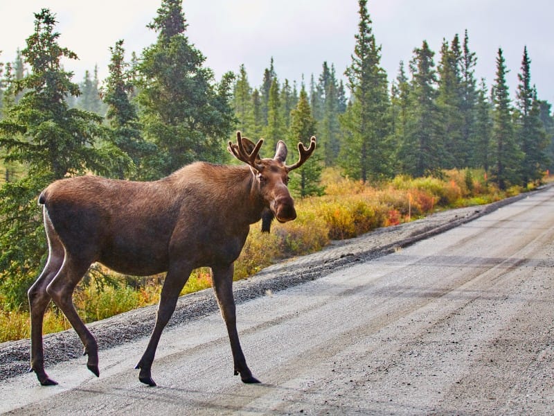 Alaska & Yukon auf eigene Faust entdecken (JV014)