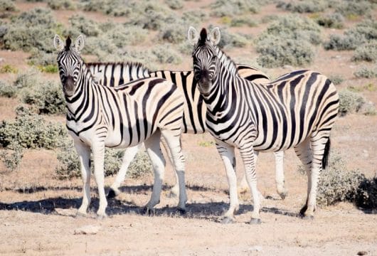 Zebras im Etosha