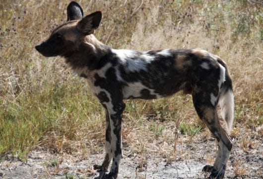 Wildhund im Chobe Nationalpark