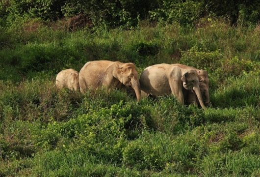 Wilde Elefanten in Ban Huai Phak Kut
