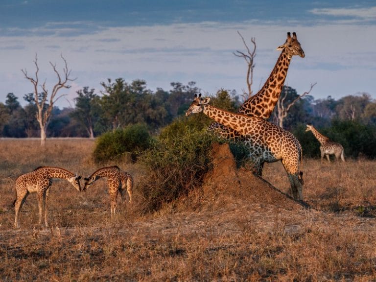 Sambia