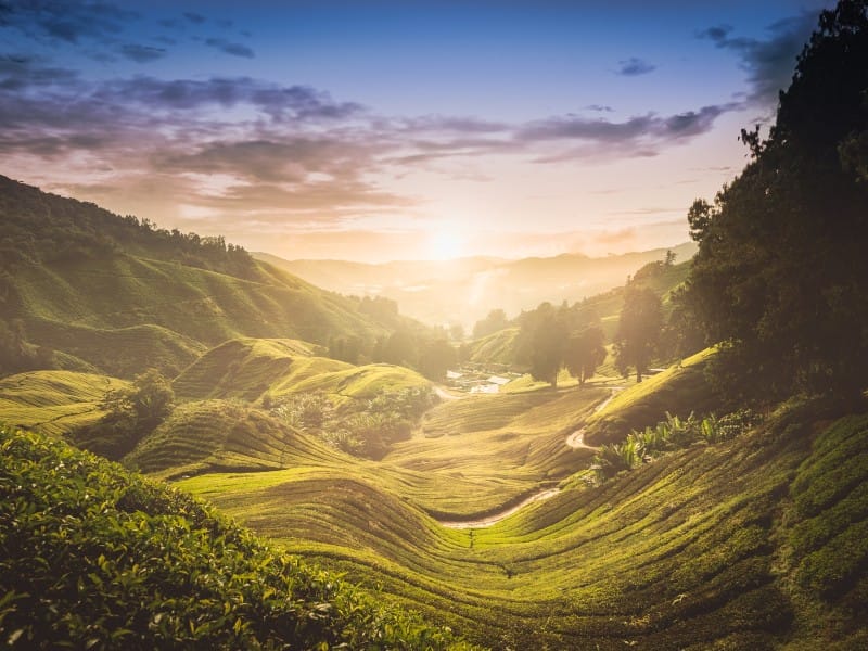 Cameron Highlands, Malaysia