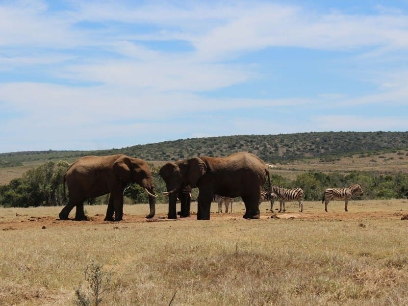 Garden Route Moments – Natur, Tiere & unvergessliche Erlebnisse - Individuell (H001)