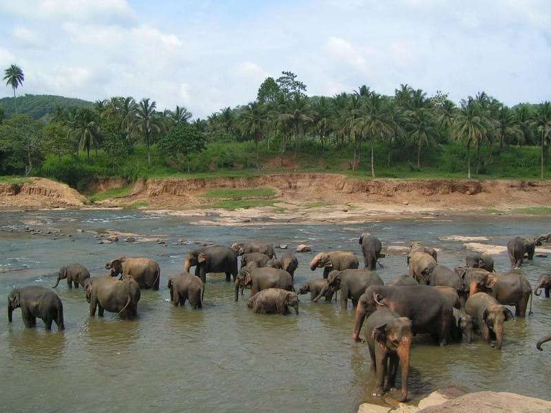 Elefanten in Pinnawela