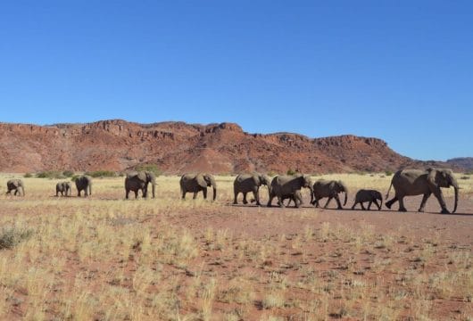 Elefanten_Namibia